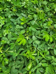 Arachis repens