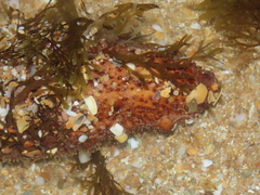 Holothuria arguinensis