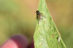 Diptera