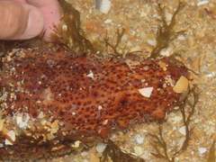 Holothuria arguinensis