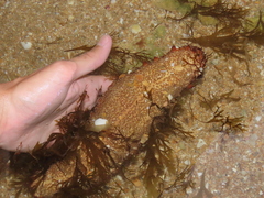 Holothuria arguinensis