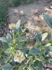 Tripterocalyx carneus