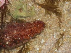 Holothuria arguinensis