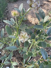 Tripterocalyx carneus