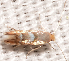 Phyllonorycter aeriferella