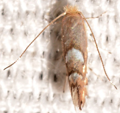 Phyllonorycter aeriferella