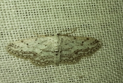Idaea incisaria