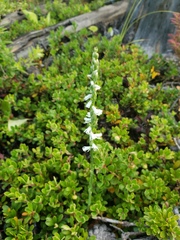 Spiranthes lacera