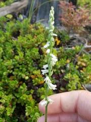 Spiranthes lacera