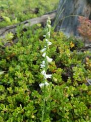 Spiranthes lacera