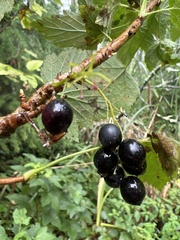 Ribes hudsonianum