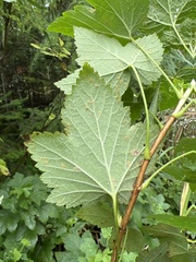 Ribes hudsonianum