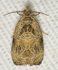 Olethreutes permundana