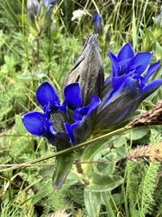 Gentiana parryi