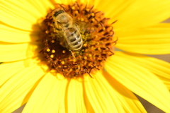 Apis mellifera