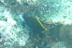 Plectroglyphidodon apicalis