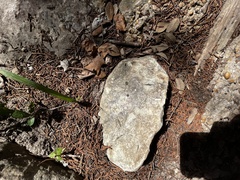 Camponotus festinatus