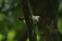 Troglodytes aedon mesoleucus