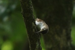 Troglodytes aedon mesoleucus