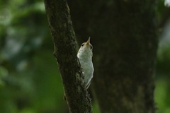 Troglodytes aedon mesoleucus