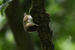 Troglodytes aedon mesoleucus