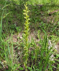 Platanthera brevifolia