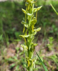 Platanthera brevifolia