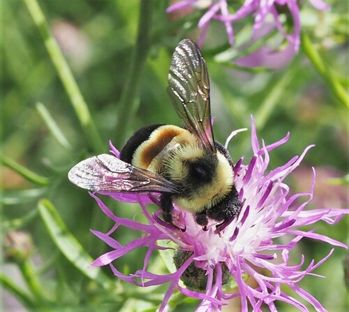 Rusty-patched Bumble Bee photographed in West Virginia