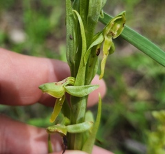 Platanthera brevifolia