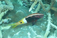 Parupeneus barberinoides