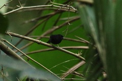 Melanospiza richardsoni