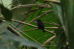 Melanospiza richardsoni