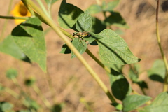 Sceliphron caementarium