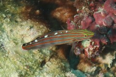 Koumansetta rainfordi