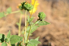 Sceliphron caementarium