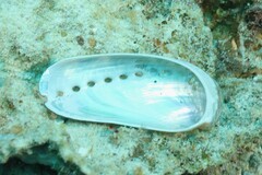 Haliotis asinina