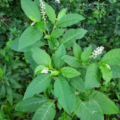 Phytolacca americana
