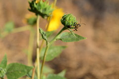 Sceliphron caementarium