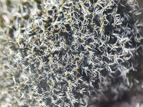 Image of black moss by no rights reserved