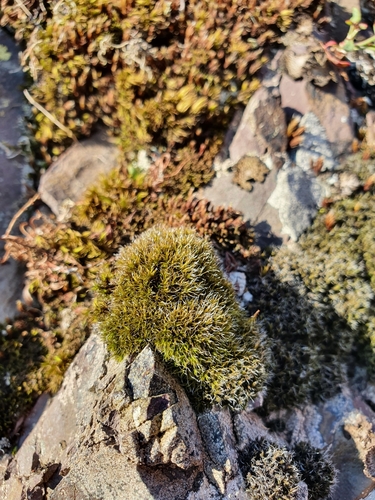 Image of Great Grimmia by no rights reserved