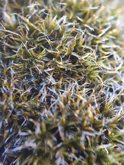 Grimmia decipiens
