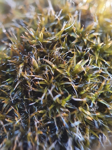Image of Great Grimmia by no rights reserved