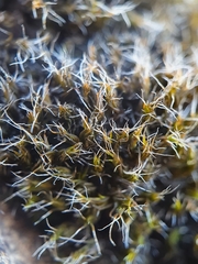Grimmia decipiens