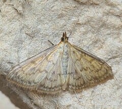 Paratalanta pandalis