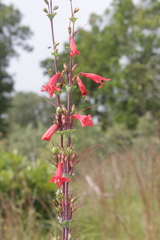 Penstemon murrayanus