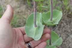 Penstemon murrayanus