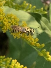 Philanthus multimaculatus