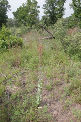 Penstemon murrayanus