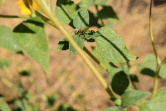 Sceliphron caementarium