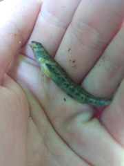 Etheostoma lynceum